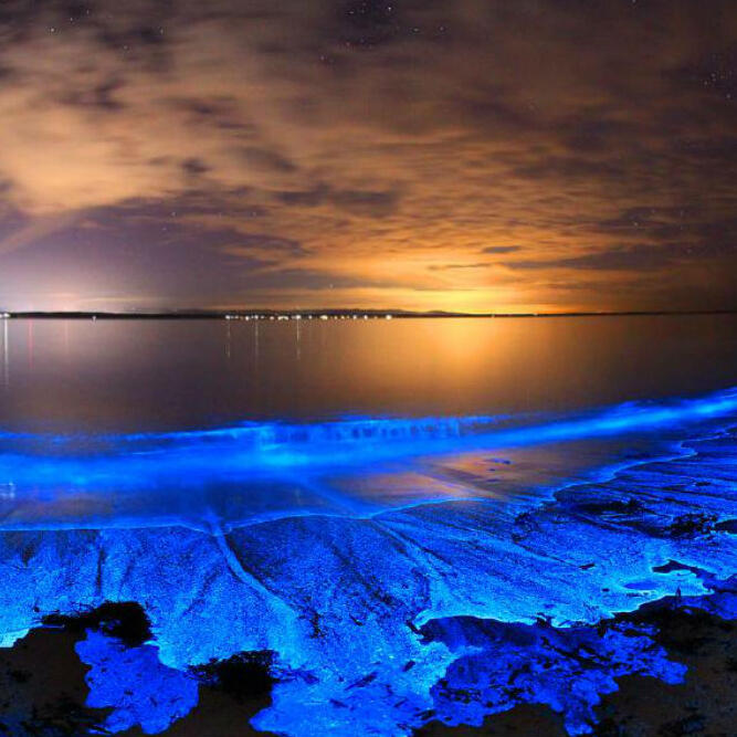 Come experience THIS MAGICAL BIOLUMINESCENSE!